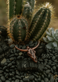 Sunburnt Longhorn Copper